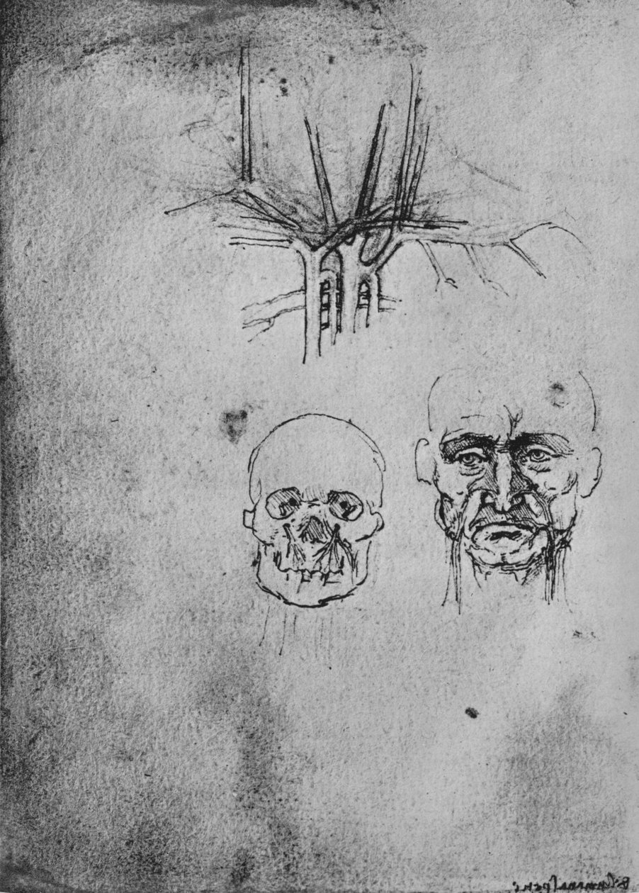Rajz, amely a nyak és az arc vérereinek helyzetét mutatja, c1480 1945 alkotó: Leonardo da Vinci