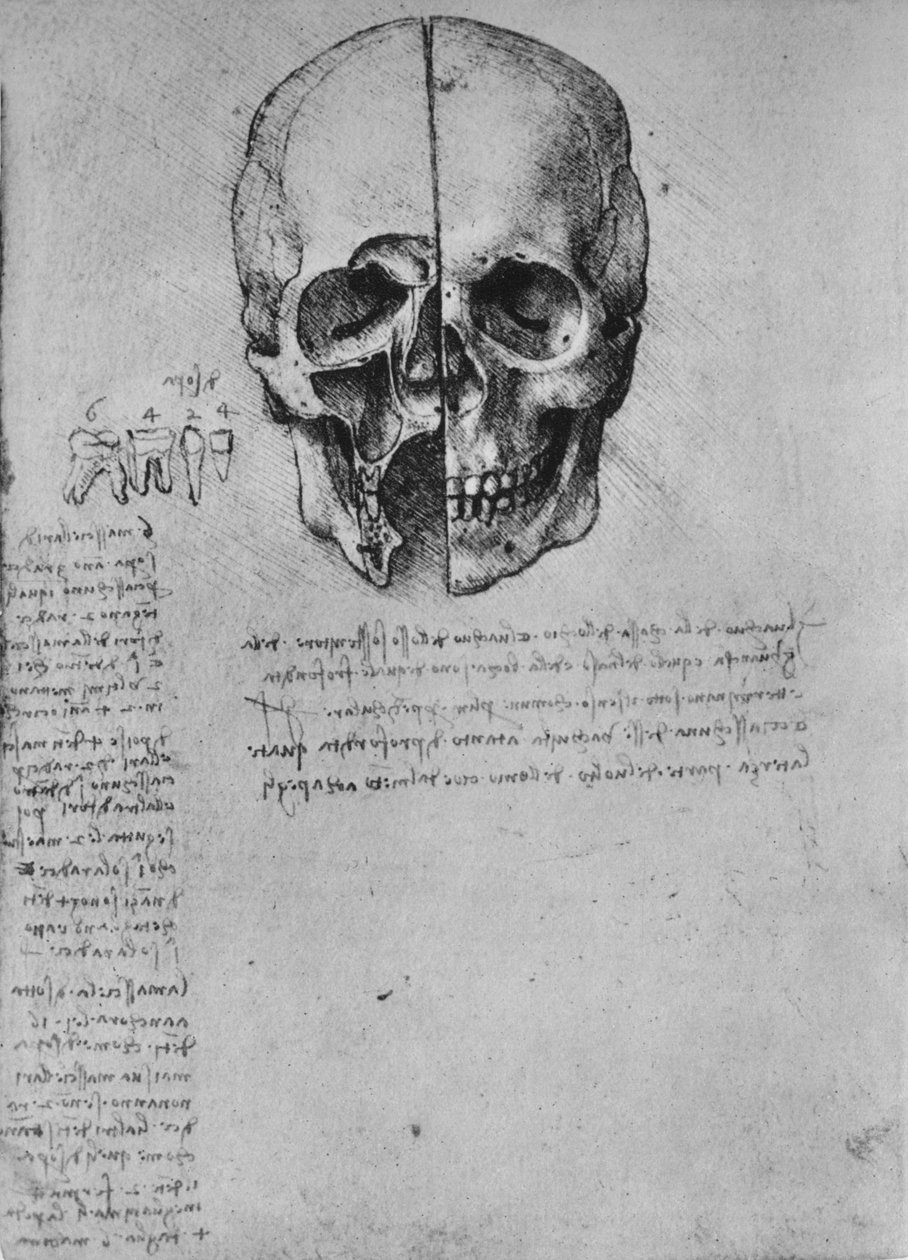 Rajz egy koponya két feléről, c1480 1945 alkotó: Leonardo da Vinci
