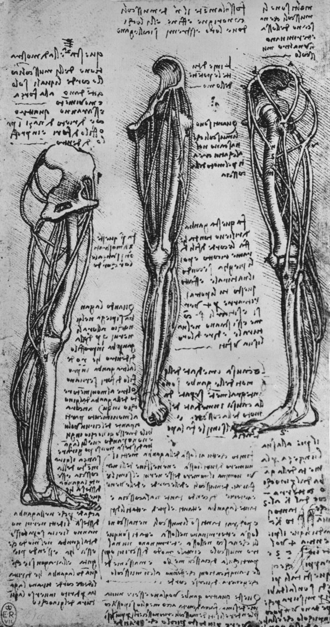 Rajzok egy bal lábról, amelyen csontok és inak láthatók, c1480 1945 alkotó: Leonardo da Vinci