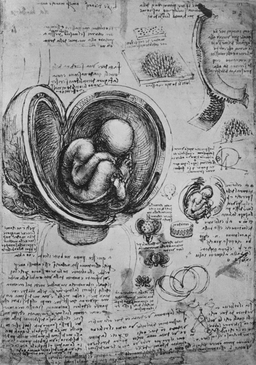 Rajzok egy embrióról a méhben, c1480 1945 alkotó: Leonardo da Vinci