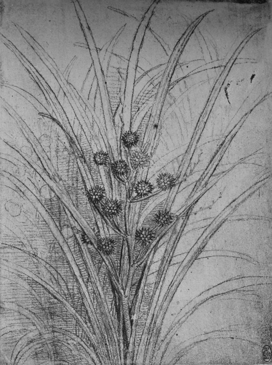 Flowering Rushes, c1480 1945 alkotó: Leonardo da Vinci
