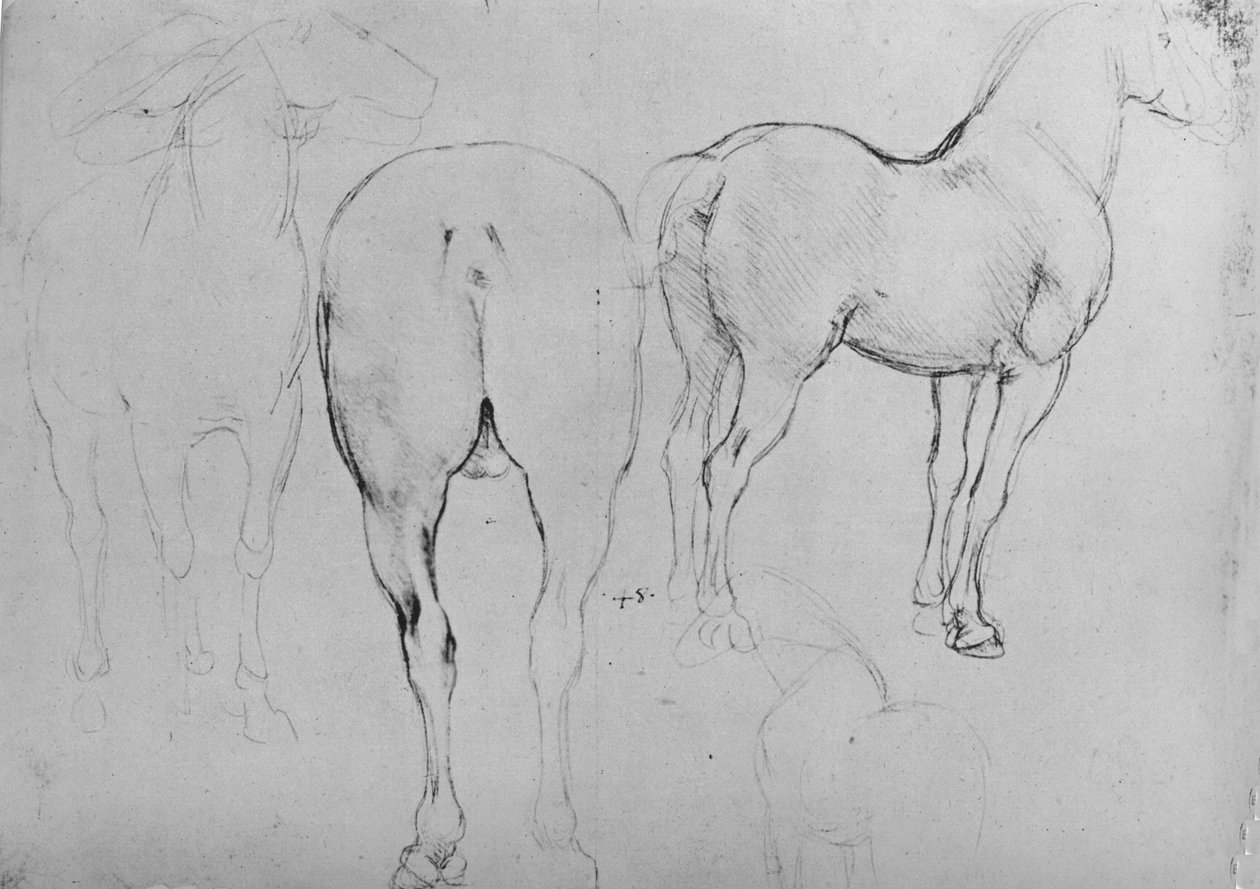 Négy vázlat a lovakról, c1480, 1945 alkotó: Leonardo da Vinci