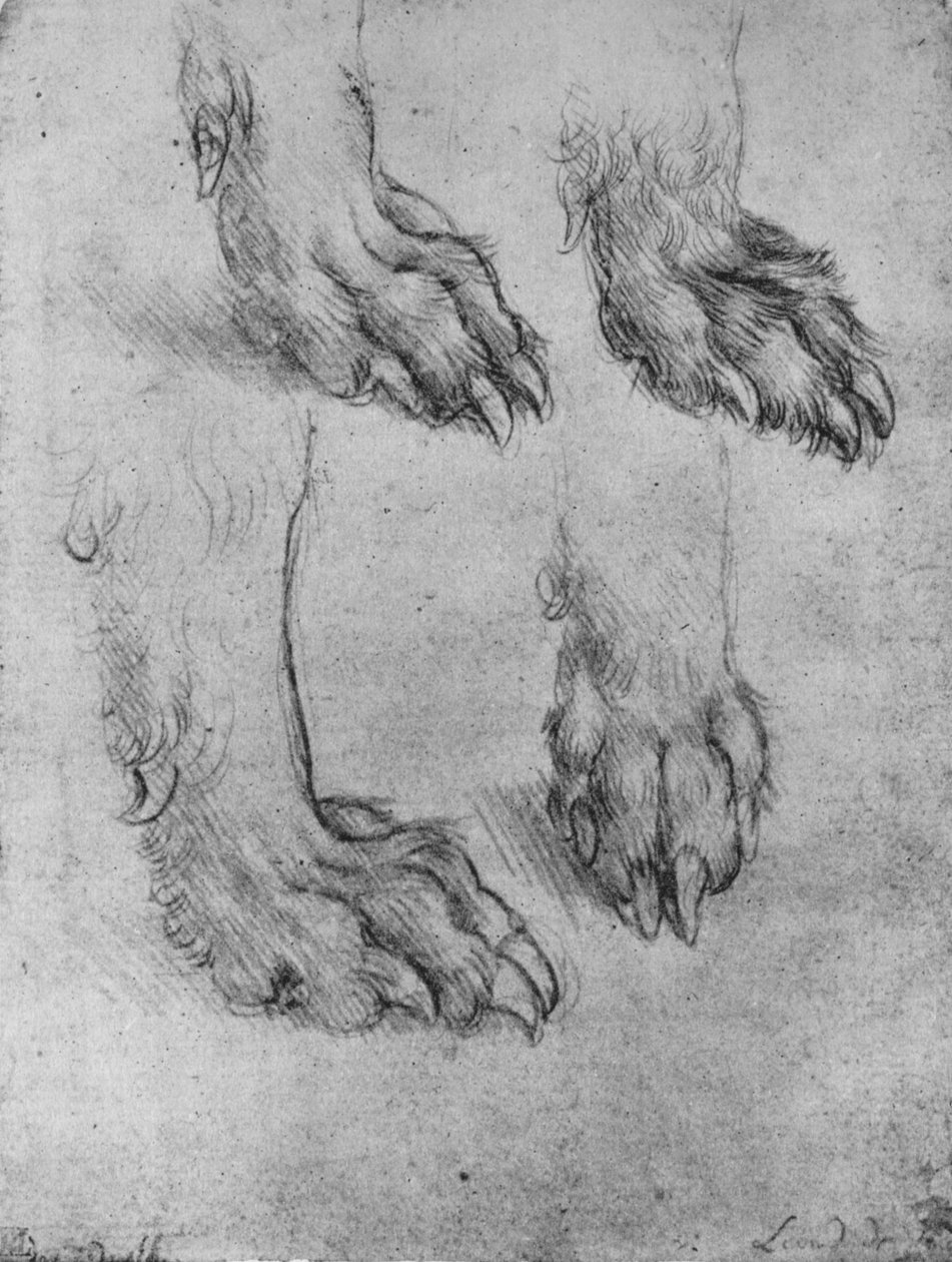 Négy tanulmány egy kutya vagy farkas mancsáról, c1480, 1945 alkotó: Leonardo da Vinci