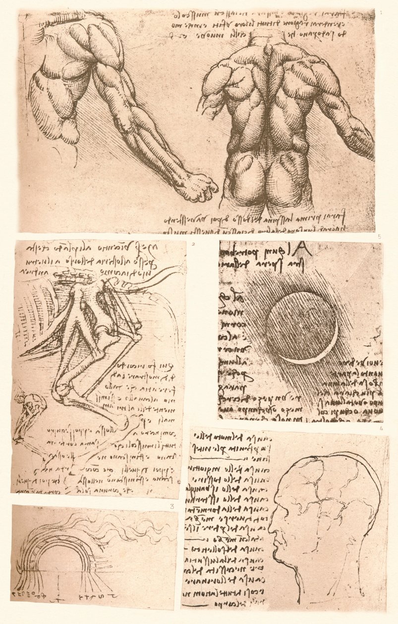 Négy anatómiai rajz, c1472-c1519 1883 alkotó: Leonardo da Vinci