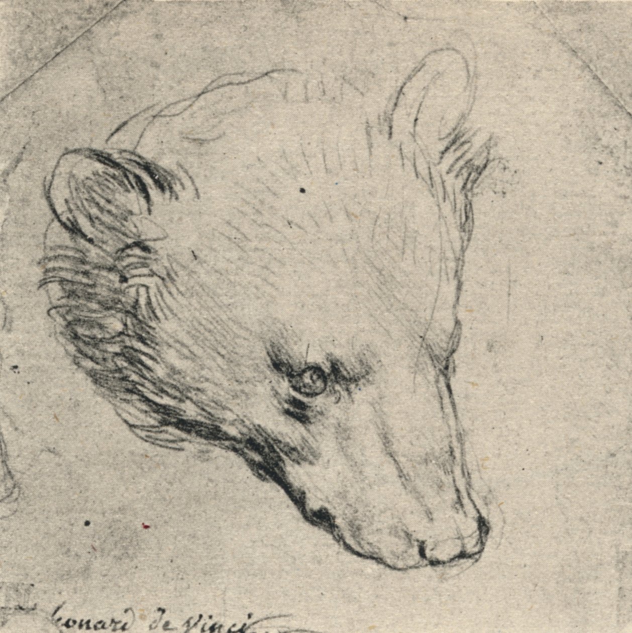 Medve feje, c1480 1945 alkotó: Leonardo da Vinci