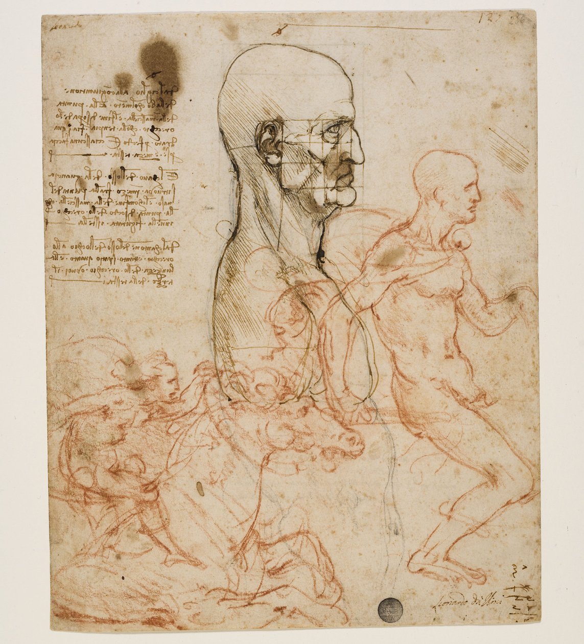 Emberi mellszobor profilban az arányok tanulmányozásával, c. 1490-1499. alkotó: Leonardo da Vinci