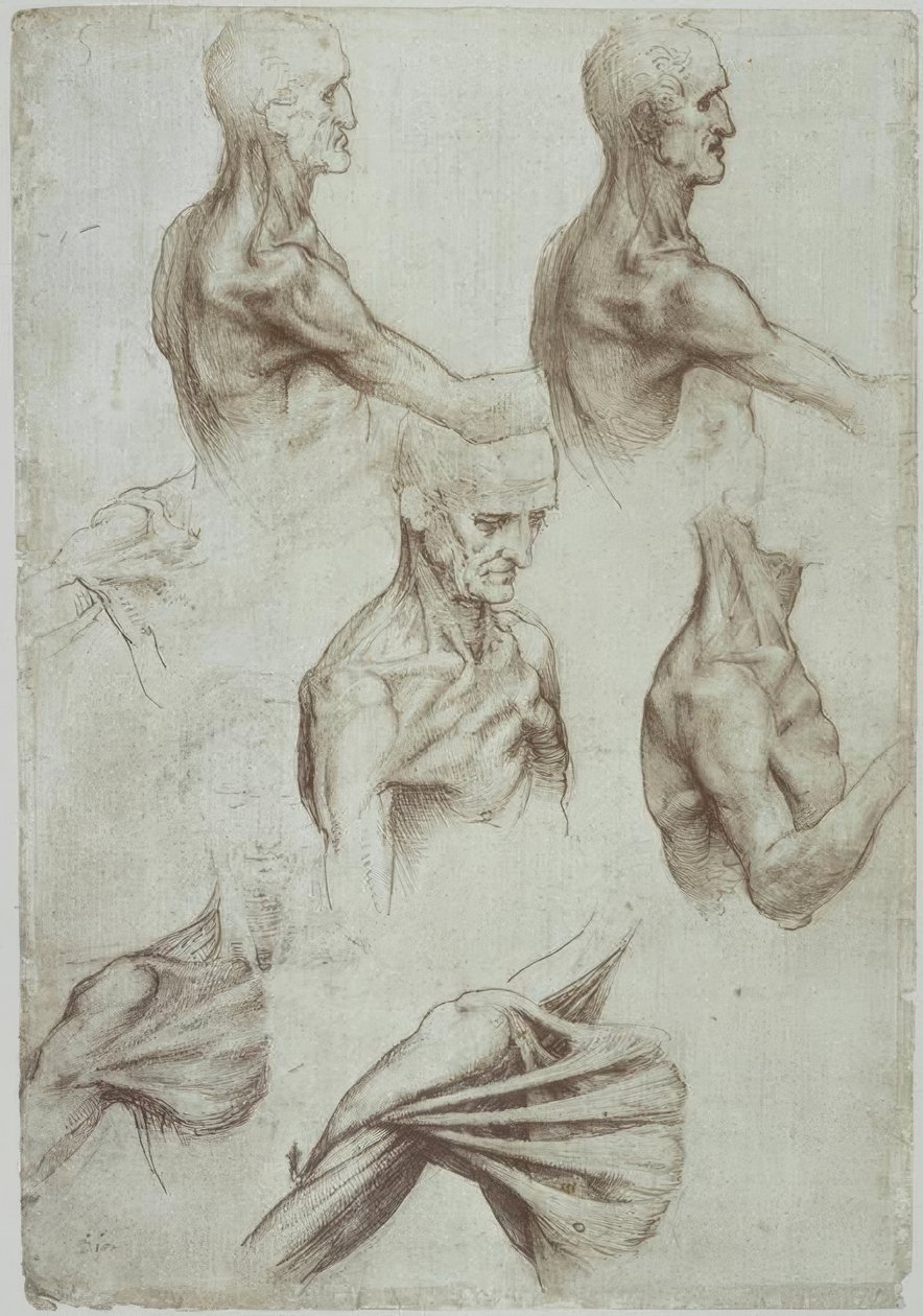 Leonardo / nyak- és vállizmok / f. 136v alkotó: Leonardo da Vinci
