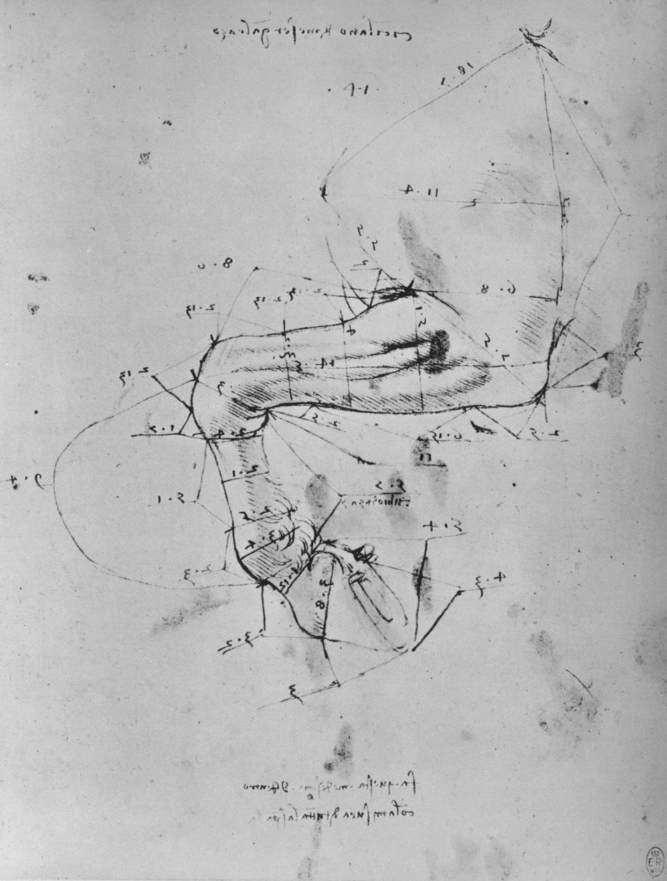 Egy ló mellső lábának mért rajza, c1480 1945 alkotó: Leonardo da Vinci