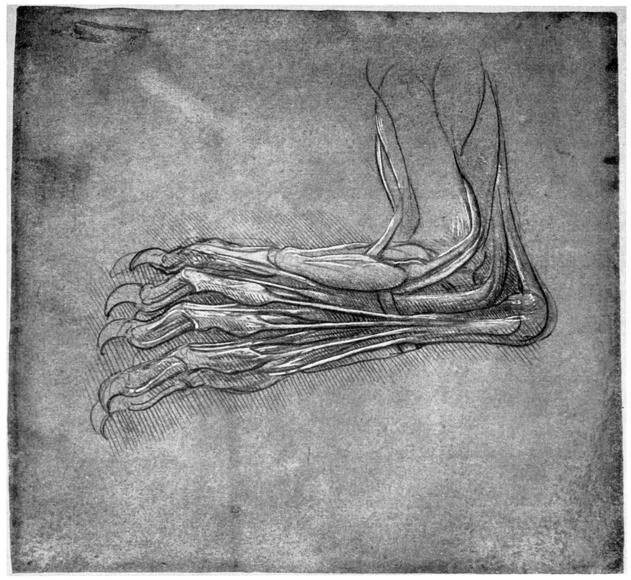Izmok és inak a lábfejben, esetleg nyúlé, 15. század vége vagy 16. század eleje 1954. alkotó: Leonardo da Vinci