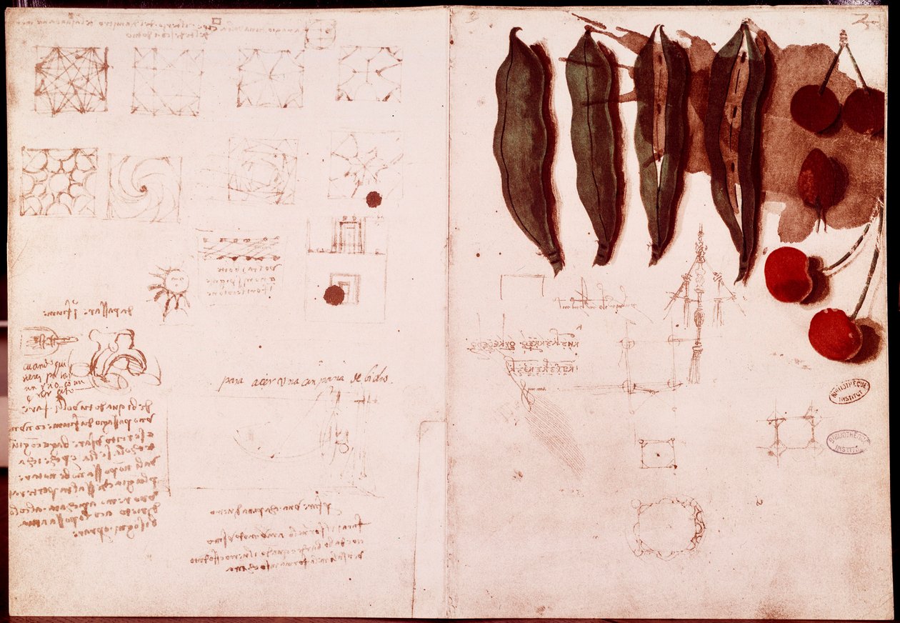 Botanika és geometria jegyzetei és vázlatai. Rajz Leonardo da Vinci (Leonardo da Vinci) (1452-1519) kéziratának kétoldalára alkotó: Leonardo da Vinci
