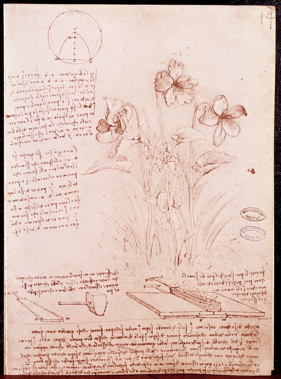 Botanika és geometria jegyzetei, vázlatai: nárcisz. Rajz Leonardo da Vinci (Leonardo da Vinci) (1452-1519) kéziratának kétoldalára alkotó: Leonardo da Vinci