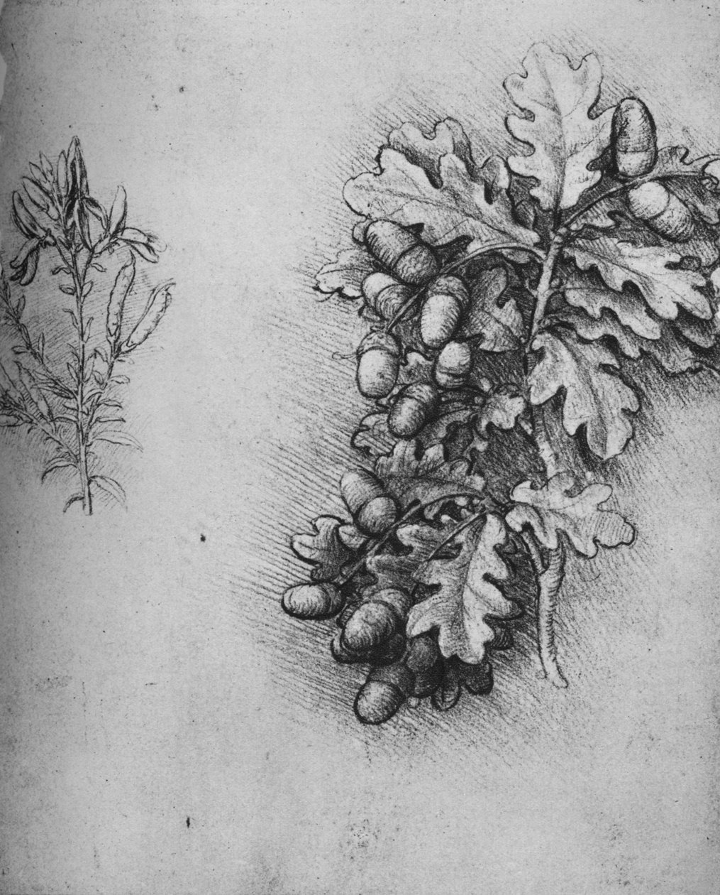 Tölgylevelek makkal és zöldfűfestékkel, c1480 1945 alkotó: Leonardo da Vinci