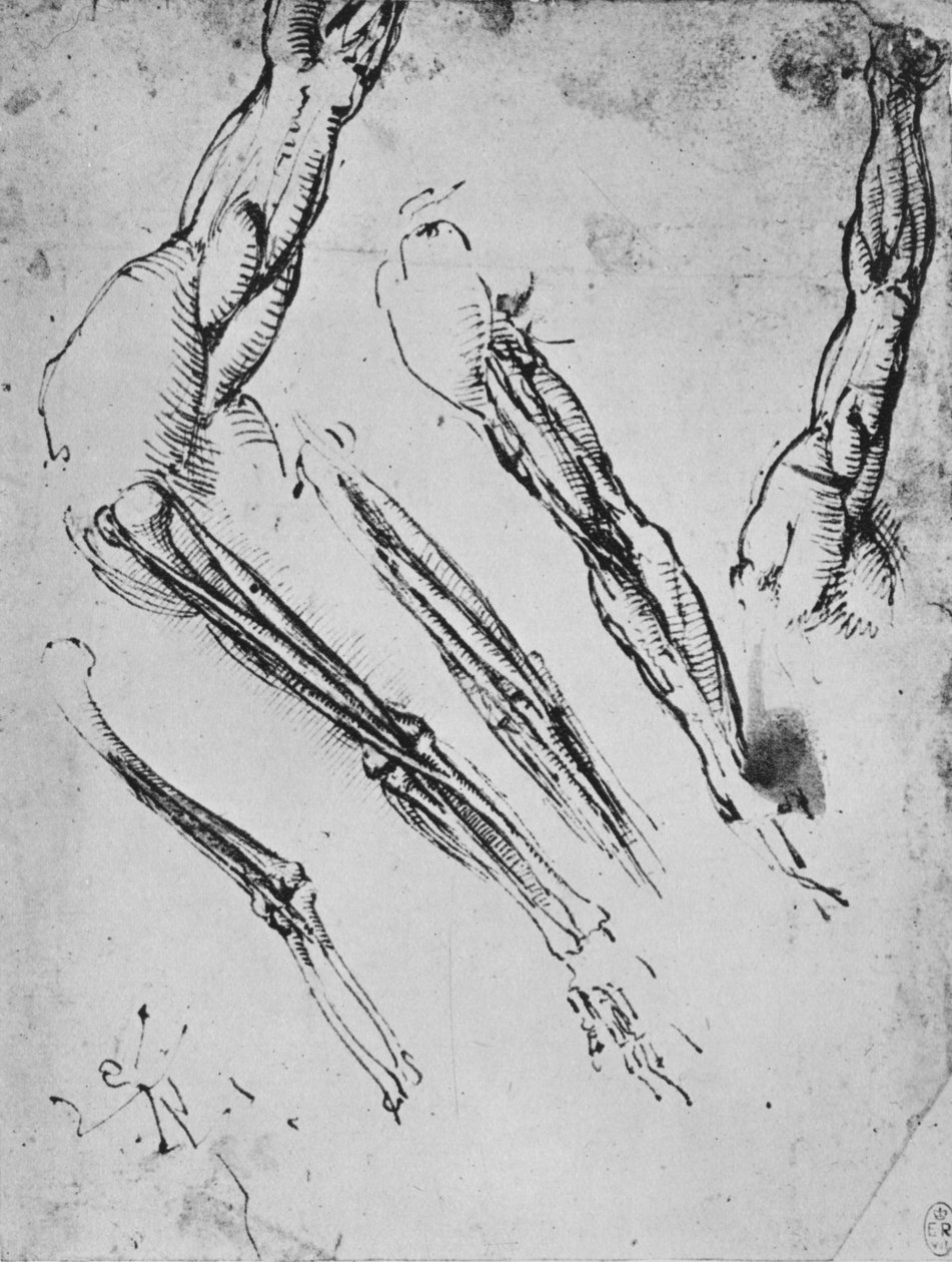 Hat tanulmány egy karról, amely három esetben mutatja a csontokat, c1480 1945 alkotó: Leonardo da Vinci