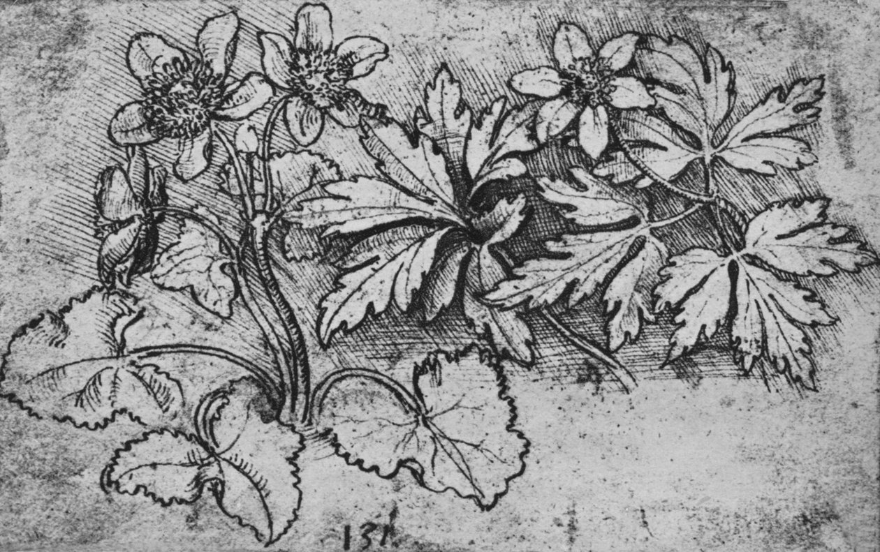 Vázlat egy növényről, c1480 1945 alkotó: Leonardo da Vinci