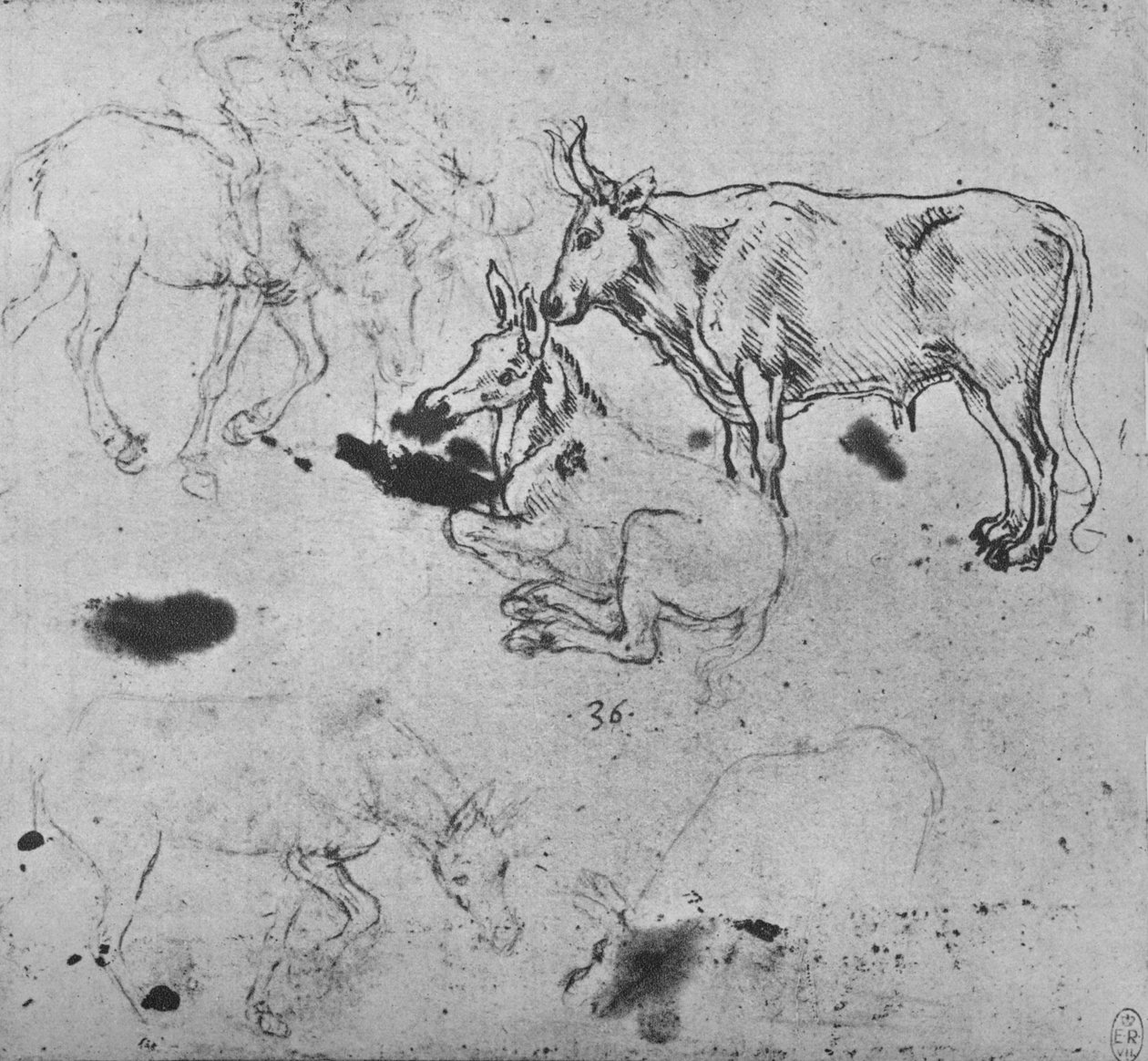 Tanulmányok a szamarakról és az ökörről, c1480, 1945 alkotó: Leonardo da Vinci