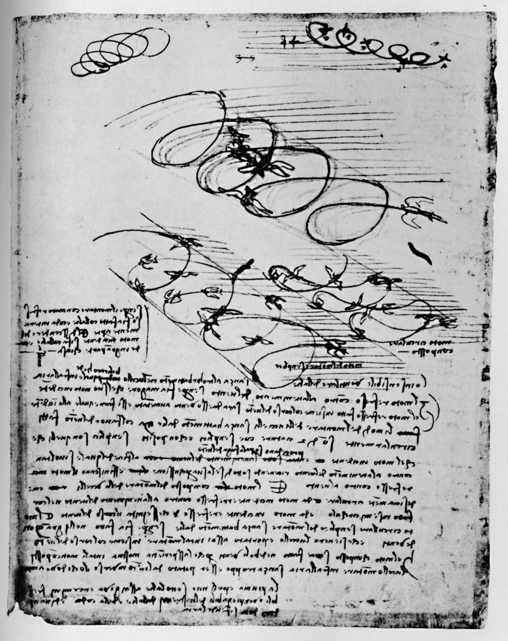 Tanulmányok a madarakról repülés közben, amikor felkelnek és keringenek, 1928 alkotó: Leonardo da Vinci