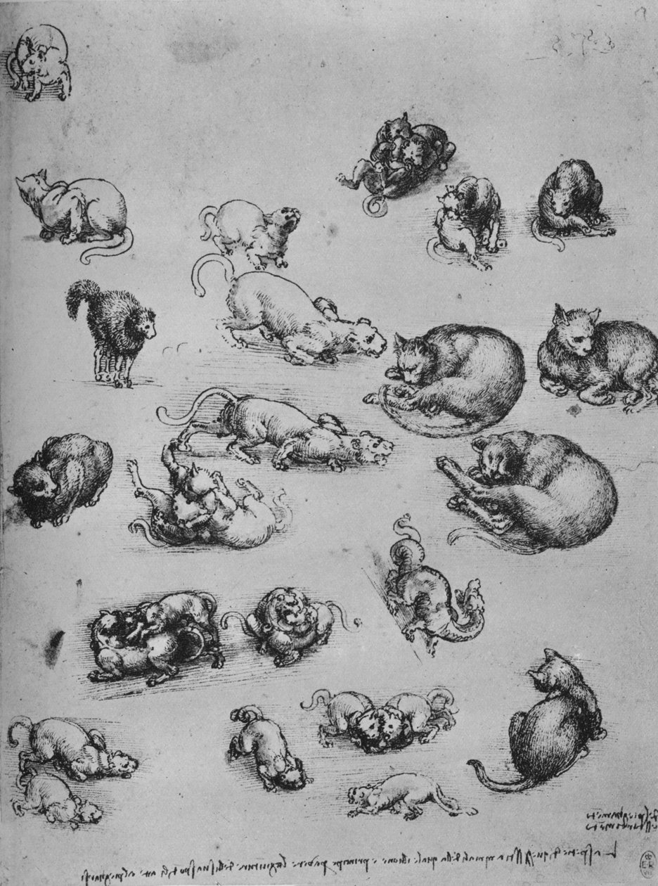 Tanulmányok a macskákról és egy sárkányról, c1480, 1945 alkotó: Leonardo da Vinci