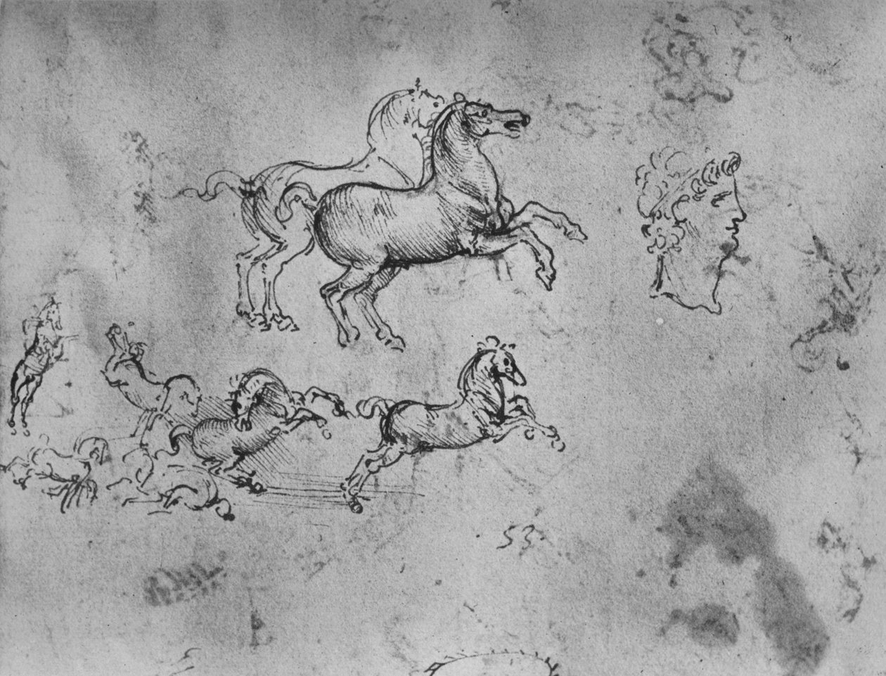 Tanulmányok vágtató lovakról és egy fejről, c1480 1945 alkotó: Leonardo da Vinci