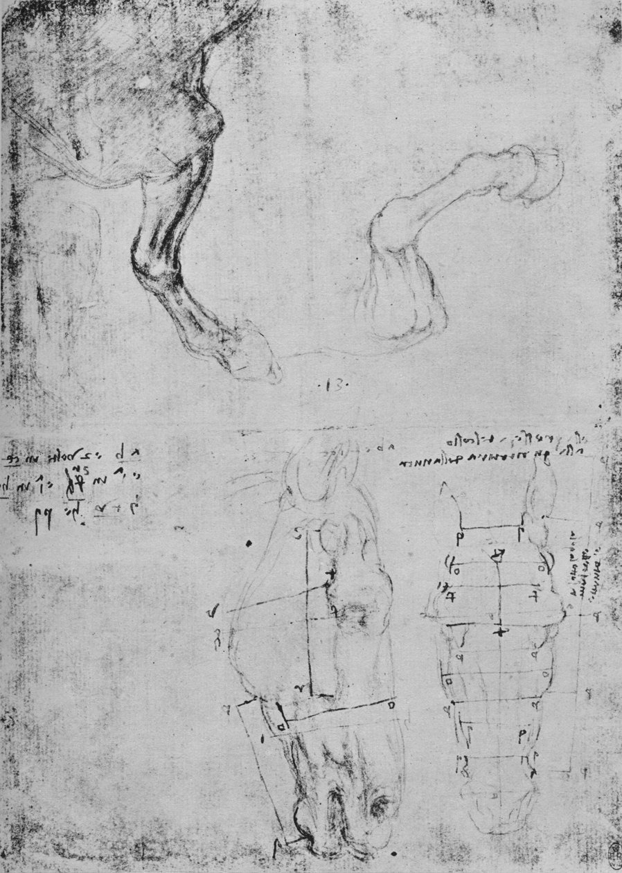A lovak mellső lábának tanulmányozása és a lovak fejének mért rajzai, c1480 1945 alkotó: Leonardo da Vinci