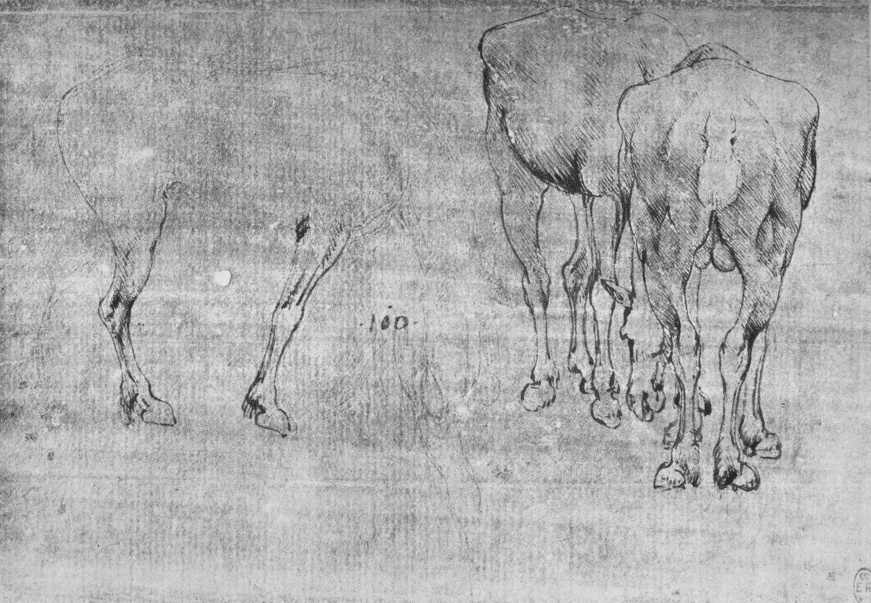 Tanulmányok a lovak legeltetéséről, c1480, 1945 alkotó: Leonardo da Vinci