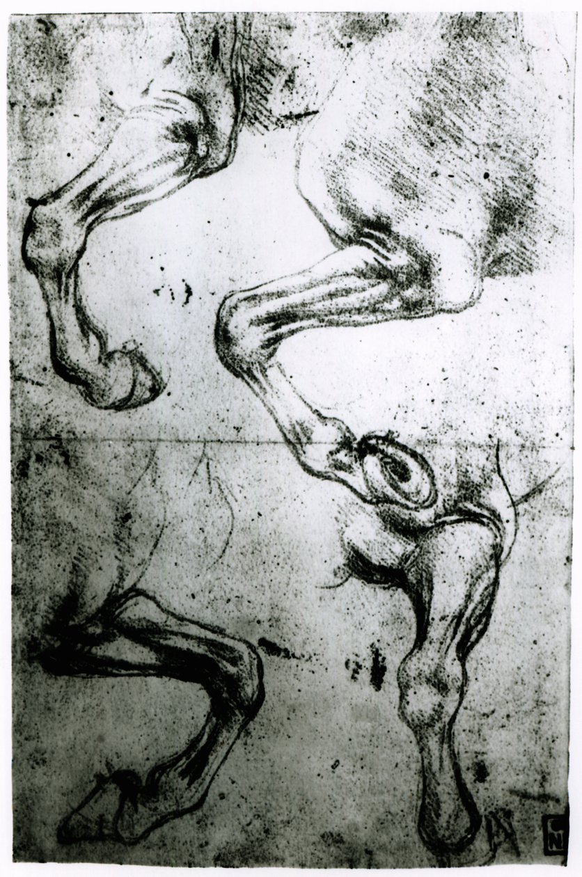 A lovak lábának tanulmányozása (toll és tinta papíron) alkotó: Leonardo da Vinci