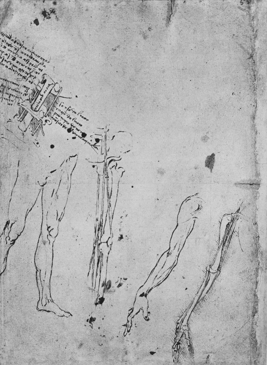 A lábak, a láb, a kar csontjai és inai, valamint az A csontok és inak tanulmányozása alkotó: Leonardo da Vinci