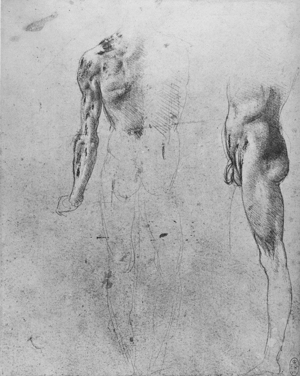 Tanulmányok egy meztelen férfiról hátulról és oldalról nézve, c1480 1945 alkotó: Leonardo da Vinci
