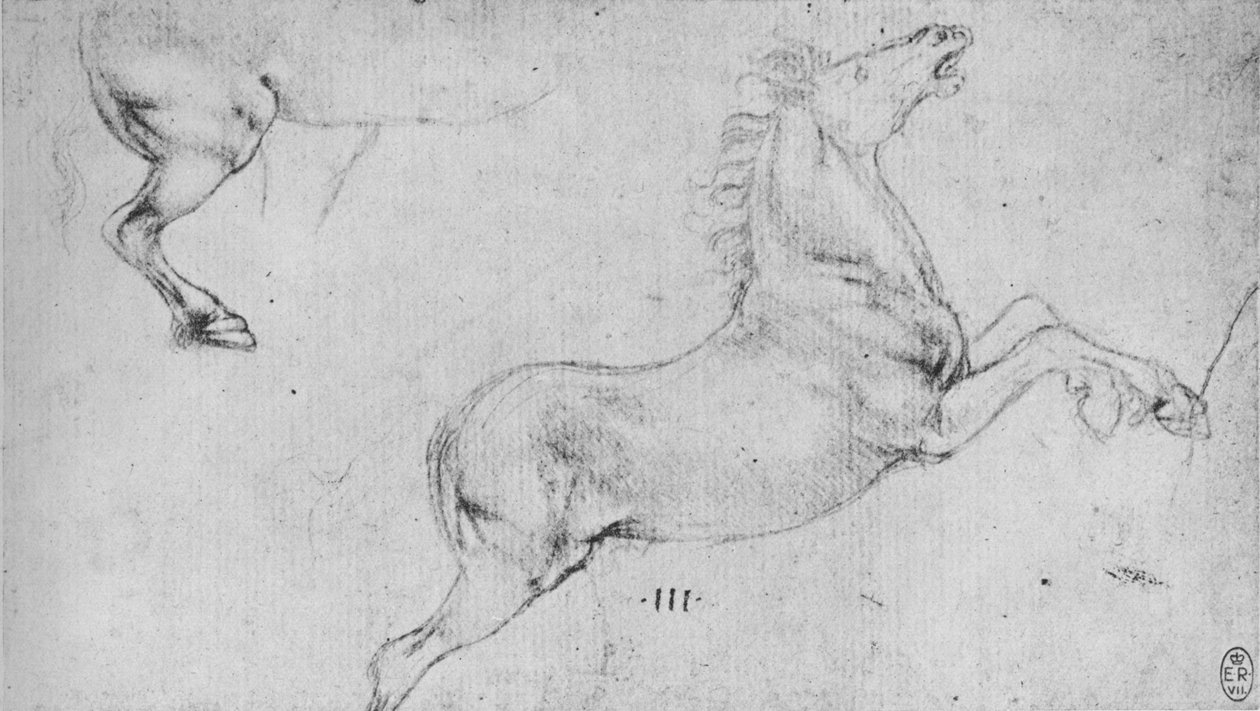 Tanulmányok egy tenyészlóról és egy ló hátsó negyedéről, c1480 1945 alkotó: Leonardo da Vinci