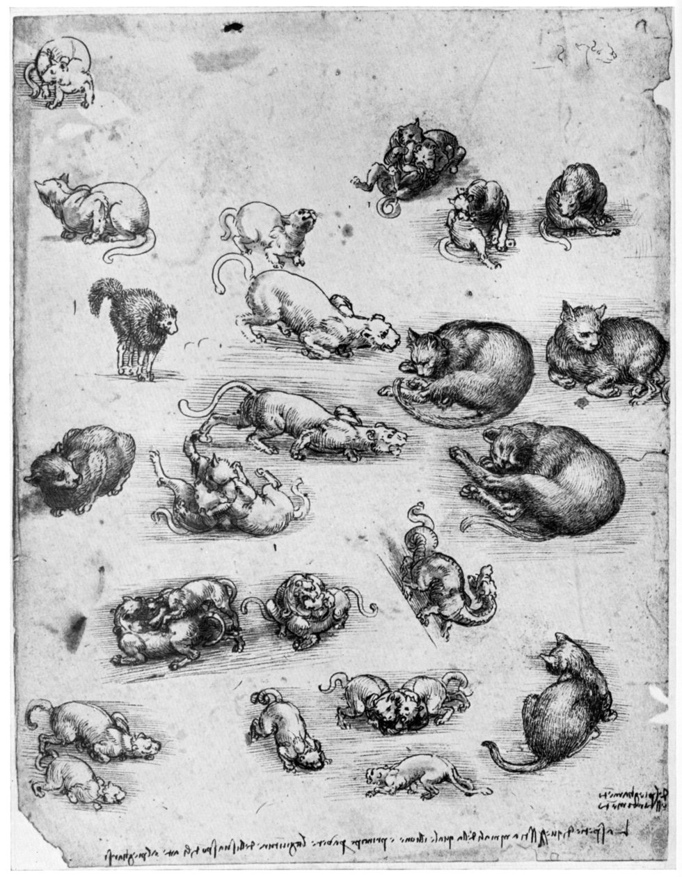 Tanulmányok macskákról, 1513-1515, 1954 alkotó: Leonardo da Vinci