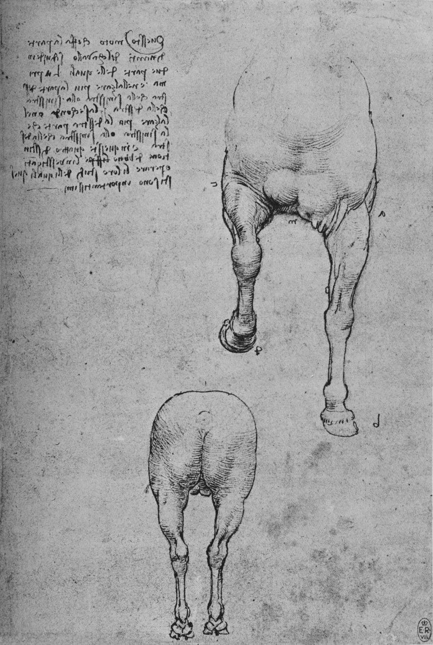 Tanulmányok a ló elülső és hátsó negyedeiről, c1480 1945 alkotó: Leonardo da Vinci