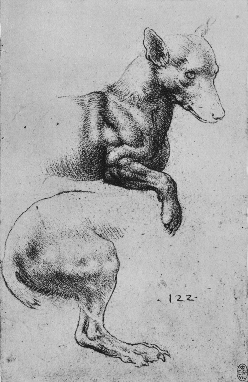 Tanulmányok egy kutya elülső és hátsó negyedéről, c1480 1945 alkotó: Leonardo da Vinci