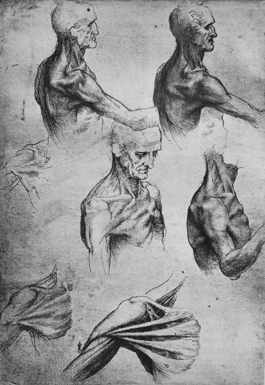 Tanulmányok az ember fejéről és válláról, c1480 1945 alkotó: Leonardo da Vinci
