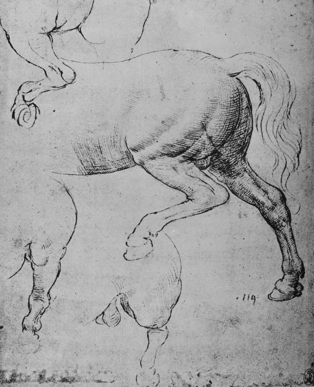 Tanulmányok a ló hátsó negyedeiről és hátsó lábairól, c1480 1945 alkotó: Leonardo da Vinci