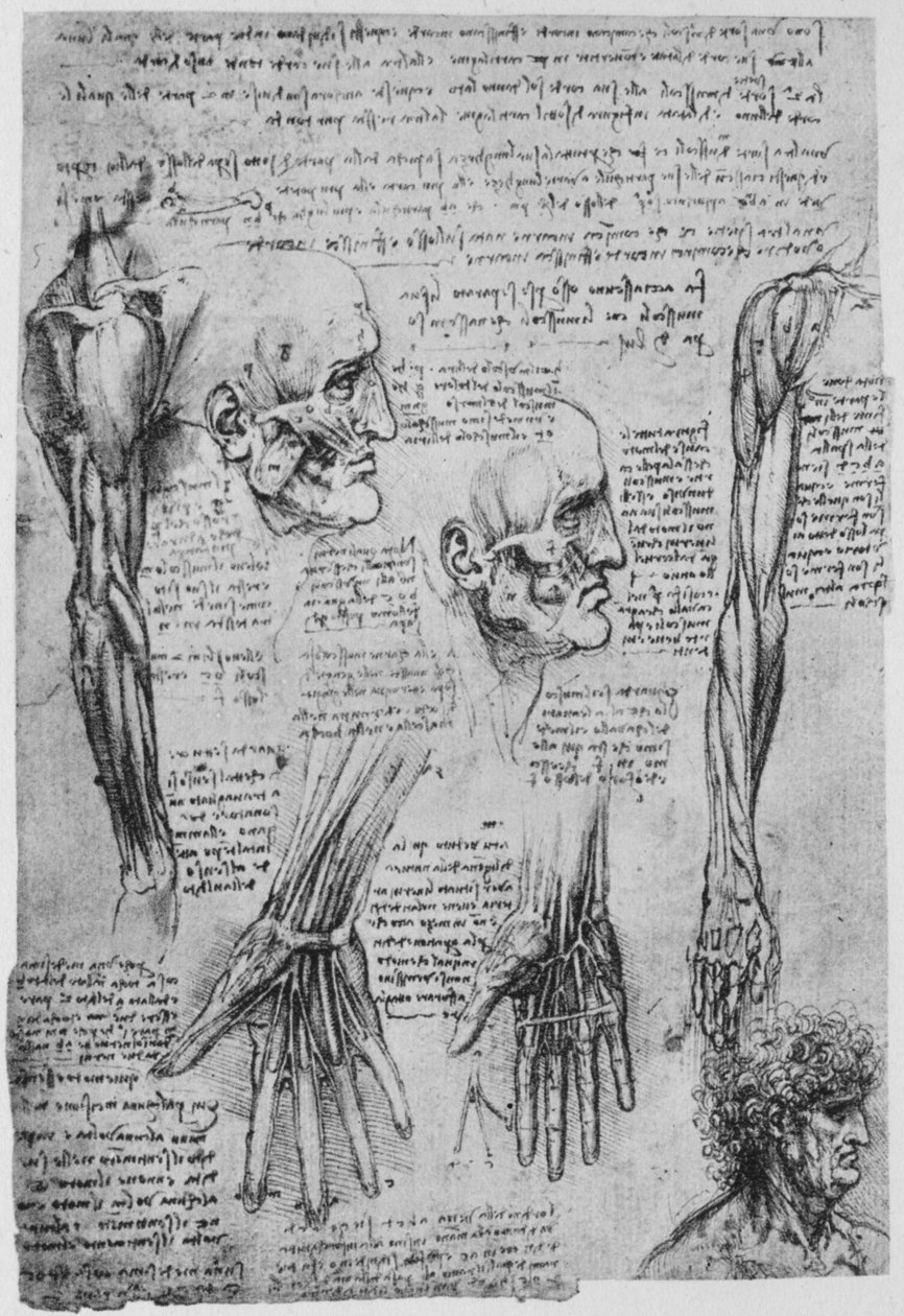Tanulmányok az arc és a kar izmairól, c1480 1945 alkotó: Leonardo da Vinci