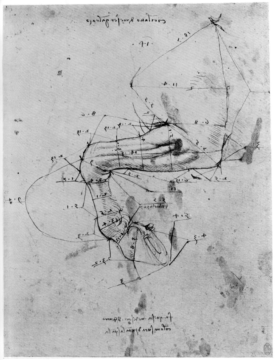 Tanulmány a ló lábának arányában, 15. század vége vagy 16. század eleje 1954. alkotó: Leonardo da Vinci