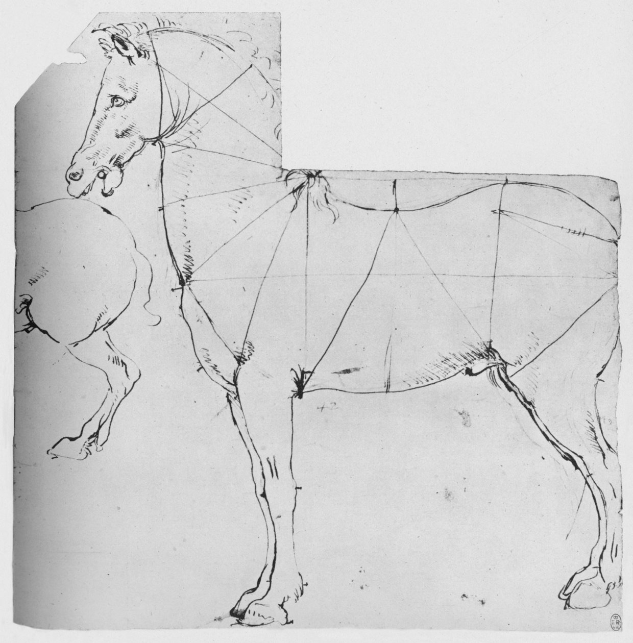 Tanulmány egy mérésre kijelölt lóról, c1480 1945 alkotó: Leonardo da Vinci