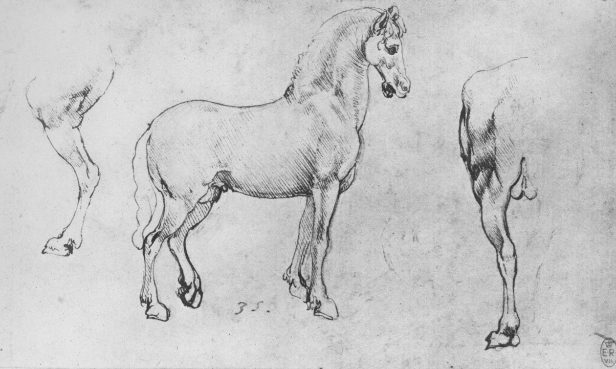 Egy ló tanulmányozása, közeli hátsó lábai és hátsó negyedei, c1480 1945 alkotó: Leonardo da Vinci