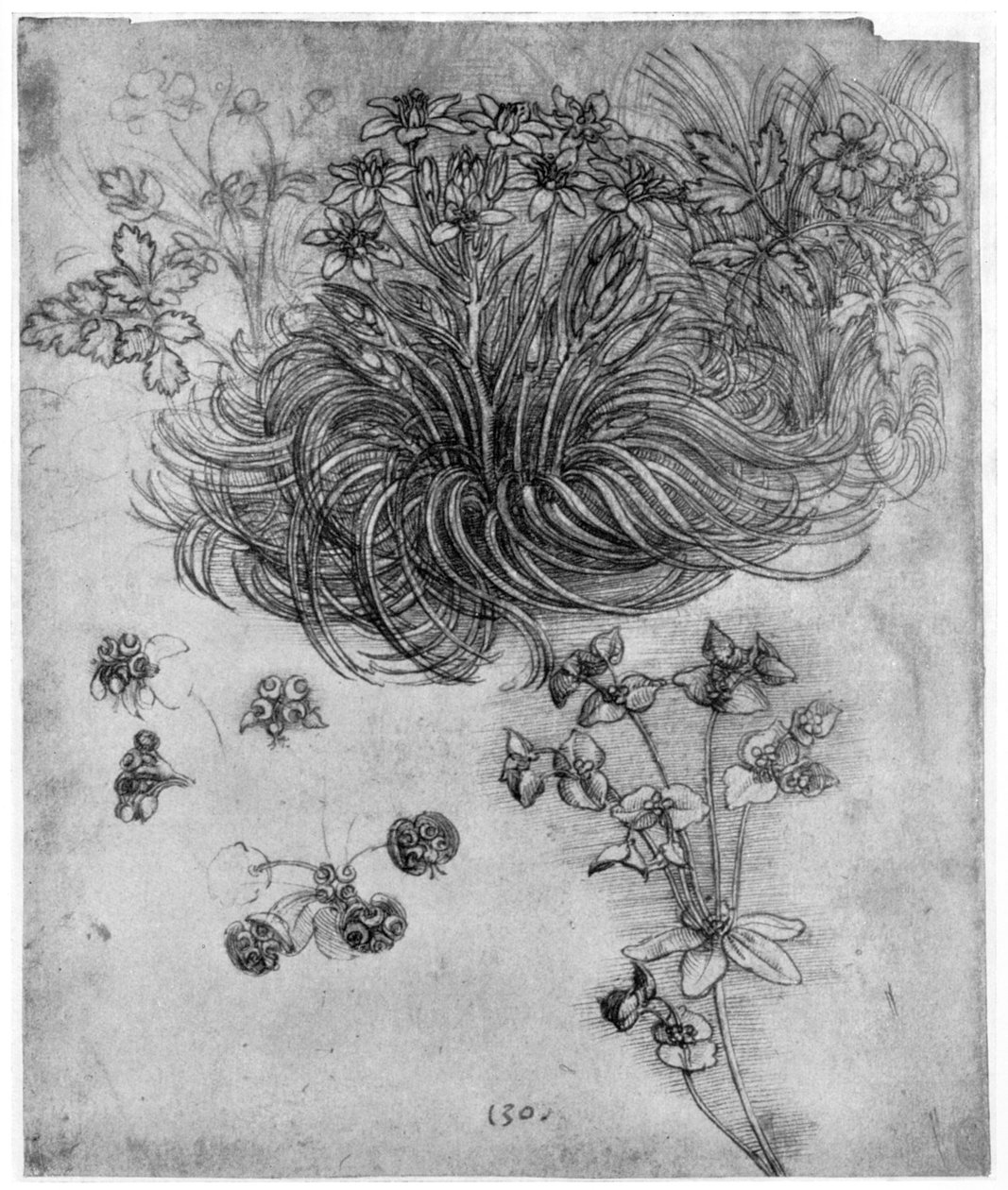 Egy betlehemi csillag növény tanulmányozása, 1505-1507, 1954 alkotó: Leonardo da Vinci