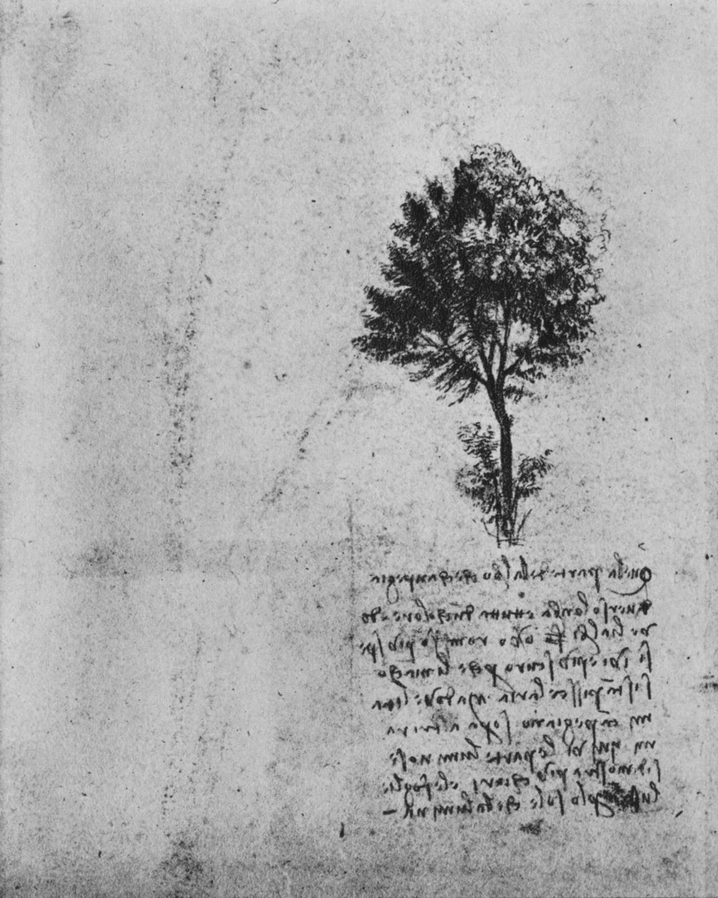 Tanulmány egy fáról, c1480, 1945 alkotó: Leonardo da Vinci