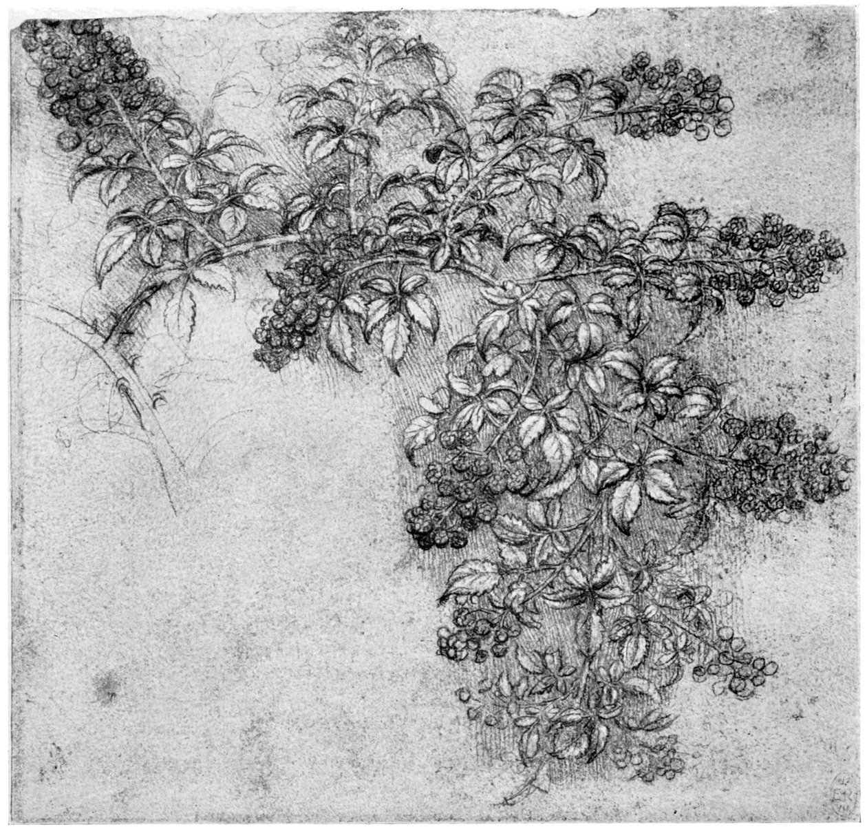 Szederág vizsgálata, 15. század vége vagy 16. század eleje 1954 alkotó: Leonardo da Vinci