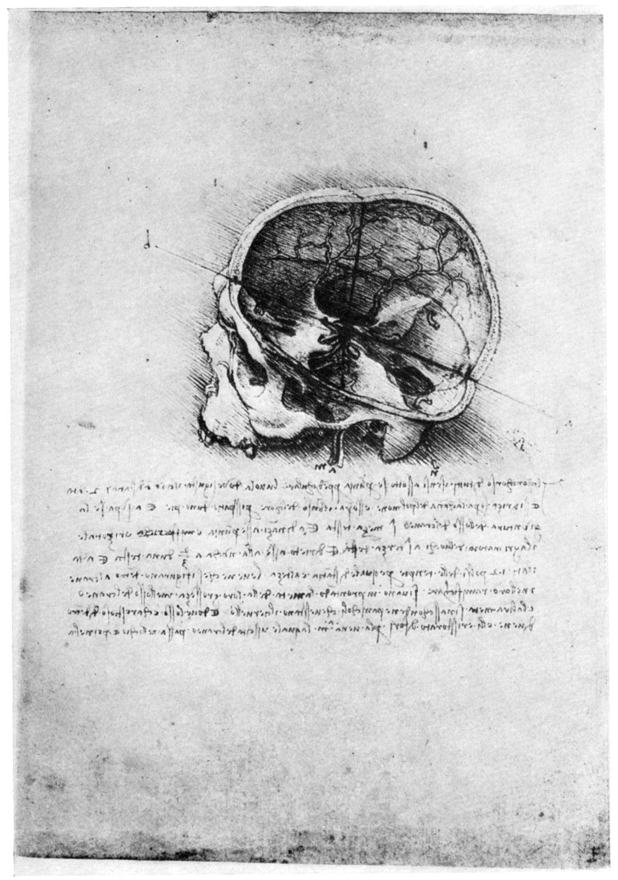 Emberi koponya tanulmányozása, 15. század végén vagy 16. század elején, 1954. alkotó: Leonardo da Vinci