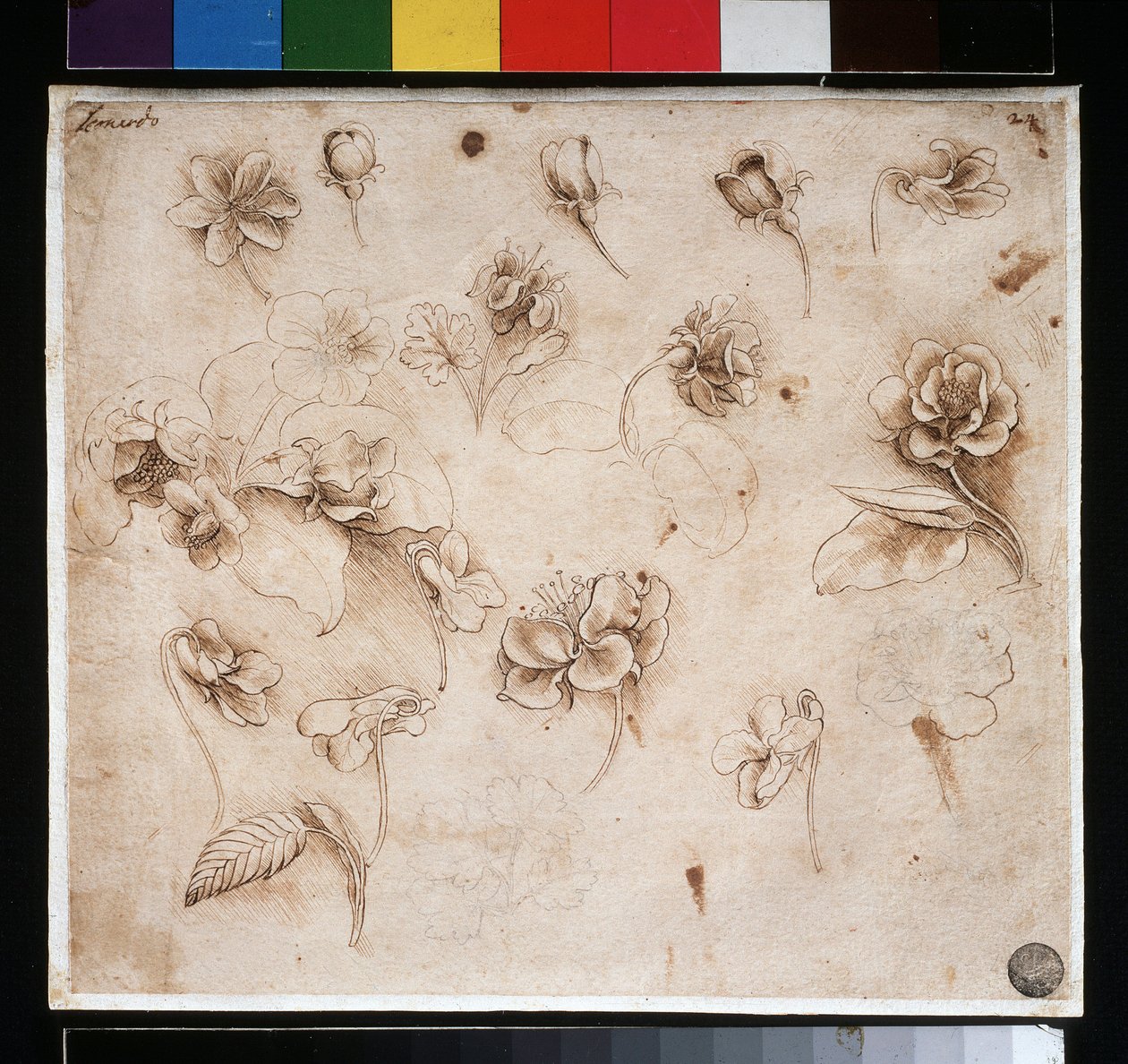 Virágok tanulmányozása - tinta papíron, c. 1483 alkotó: Leonardo da Vinci