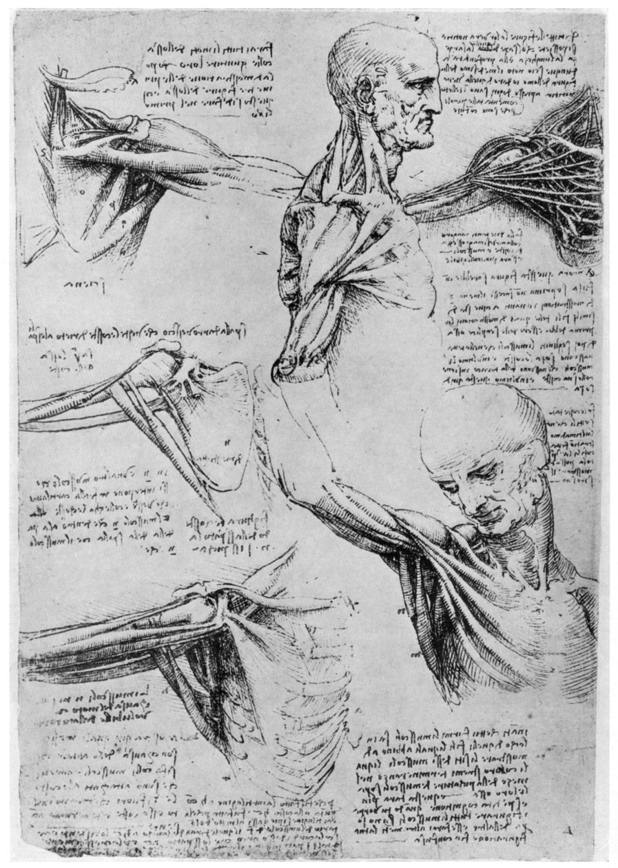 Vállízületek tanulmányozása, 1510-1511 1954 alkotó: Leonardo da Vinci