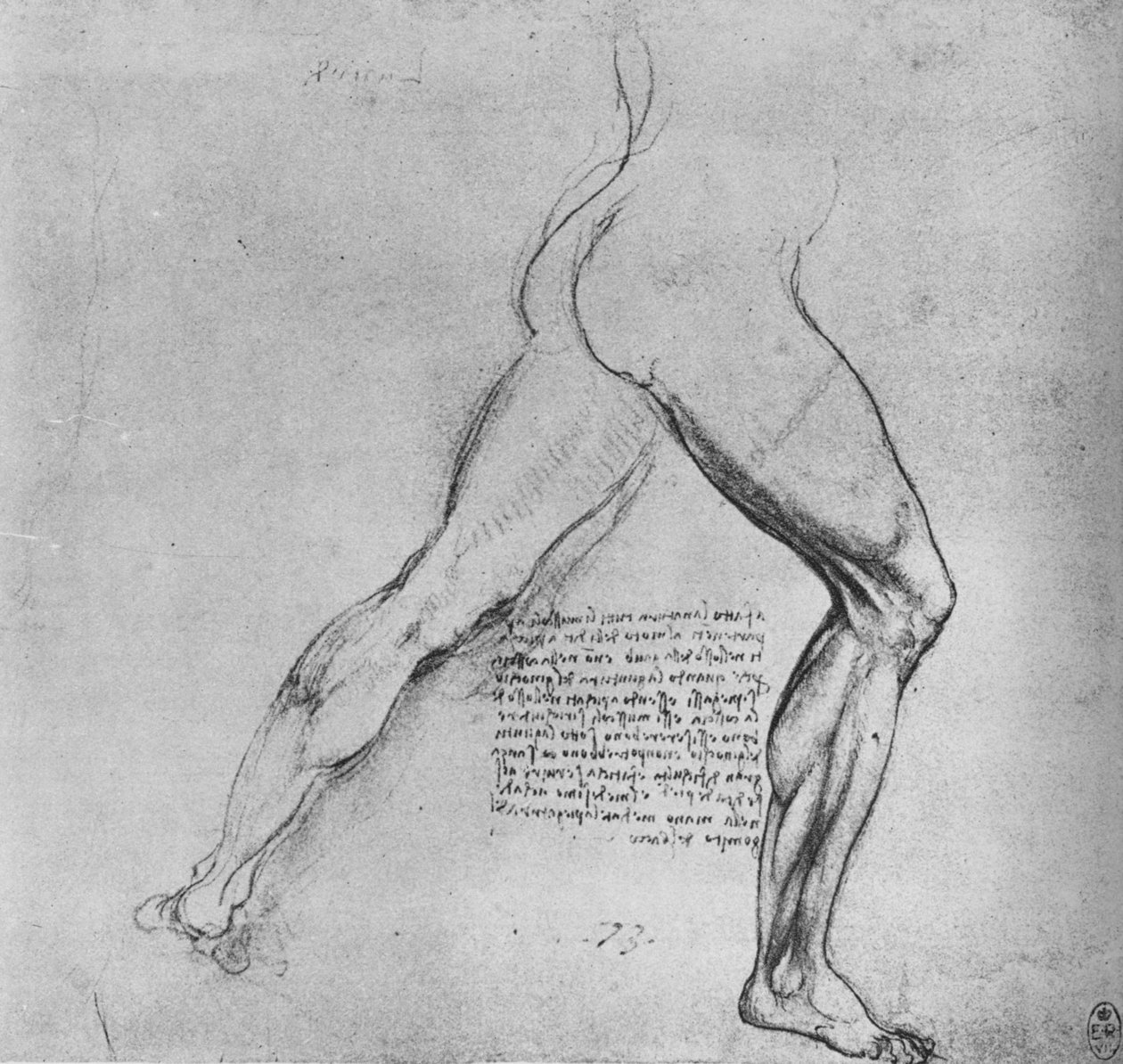 Tanulmány egy jobbra nyúló férfi lábáról, c1480 1945 alkotó: Leonardo da Vinci
