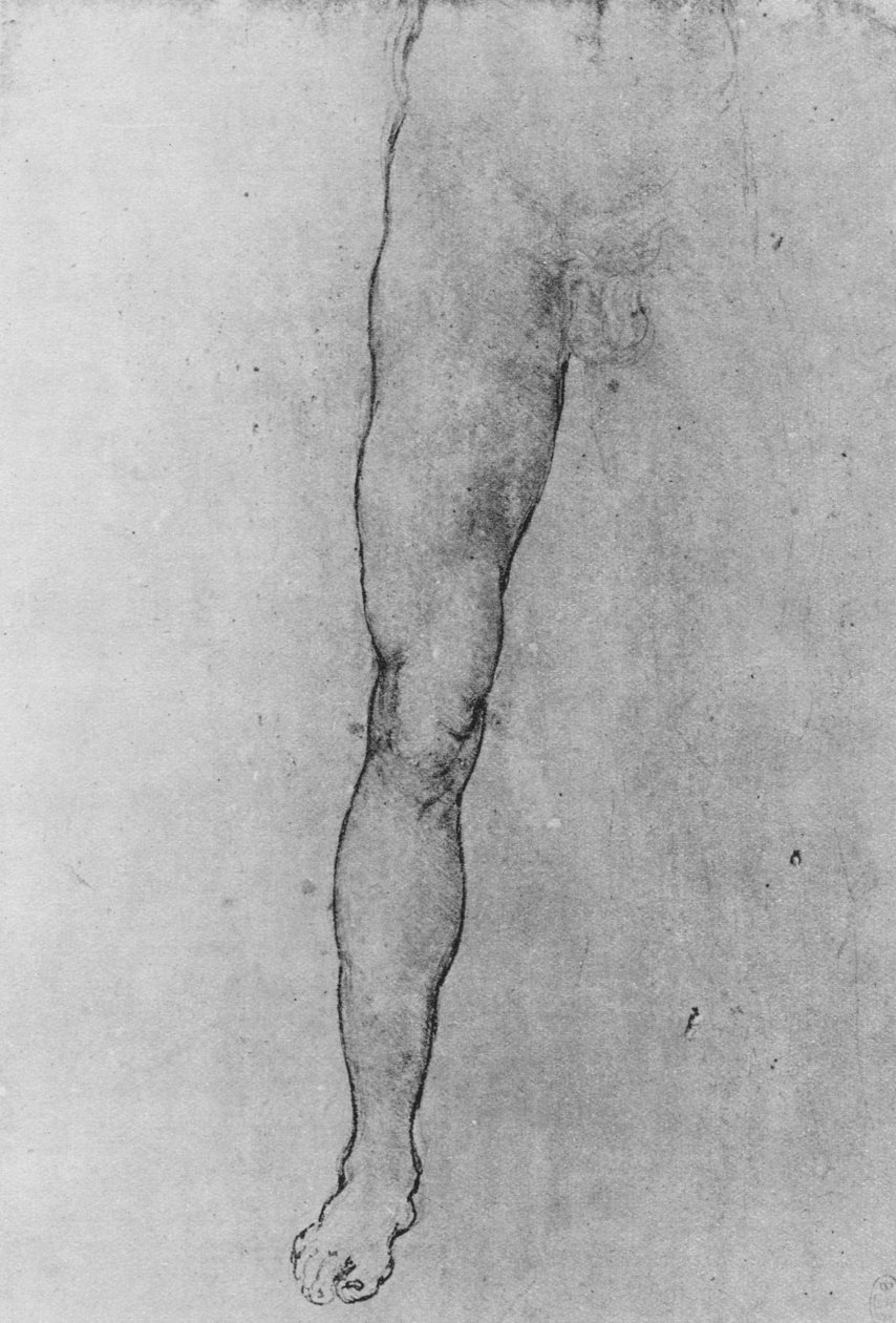 Tanulmány egy meztelen férfi alsó feléről, aki szembe néz, c1480 1945 alkotó: Leonardo da Vinci