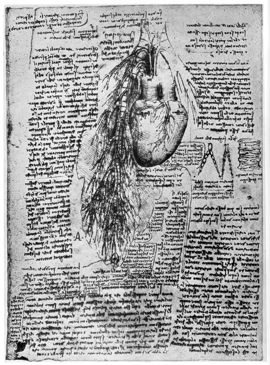 A szív és a hörgőartériák tanulmányozása, 15. század vége vagy 16. század eleje, 1954 alkotó: Leonardo da Vinci