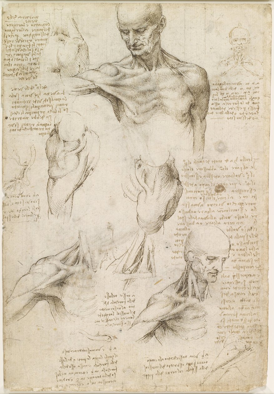 A váll és a nyak felületes anatómiája (recto) alkotó: Leonardo da Vinci