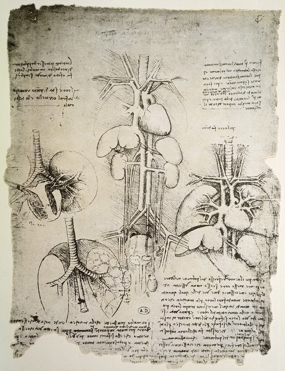 A szív és a keringés, a Windsor-könyv fakszimile változata (toll és tinta, papír) alkotó: Leonardo da Vinci