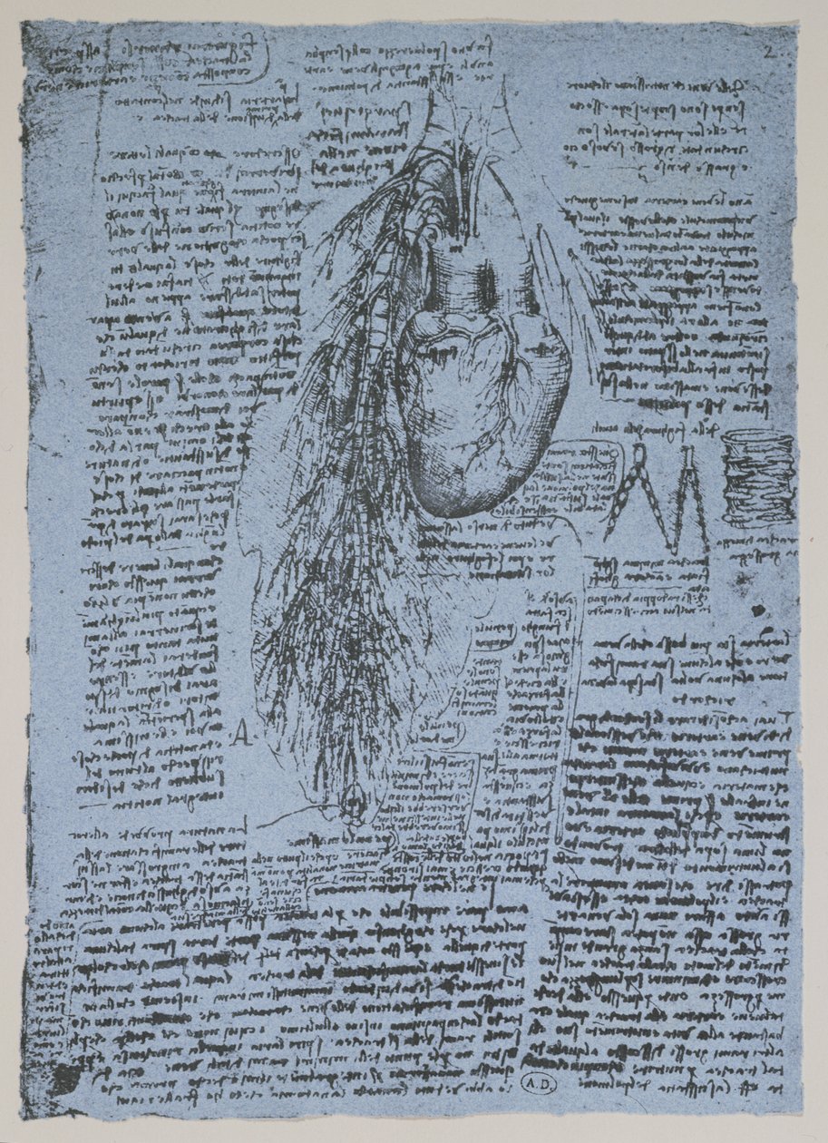 A szív és a hörgőartériák, a Windsor-könyv faksza (toll és tinta papíron) alkotó: Leonardo da Vinci