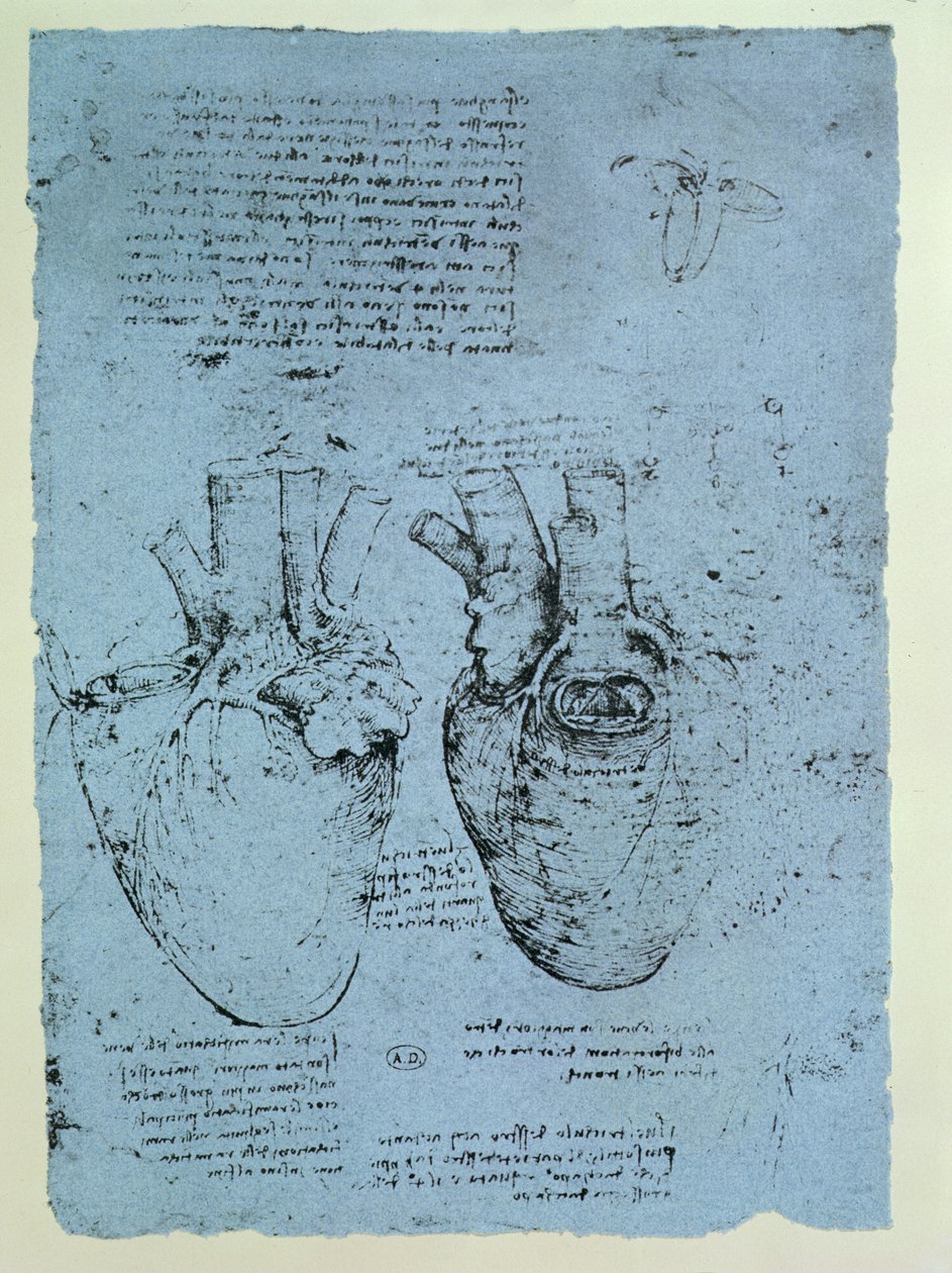 A szív, a windsori könyv fakszimile változata (toll és tinta, papír) alkotó: Leonardo da Vinci